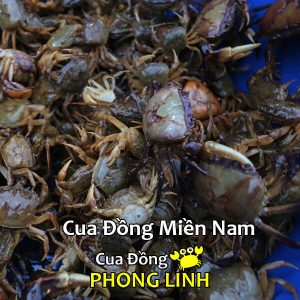 cua-dong-song-mien-nam
