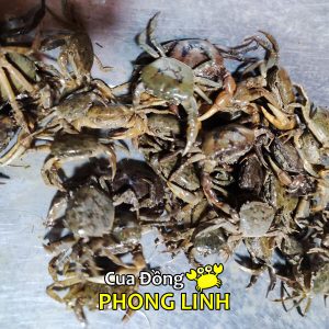 cua-dong-thuong-pham-mien-bac