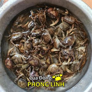 cua-dong-thuong-pham-mien-nam