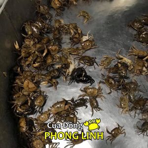 cua-hang-ban-cua-dong-song-mien-nam