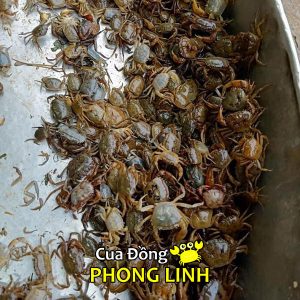 gia-cua-dong-song-mien-bac