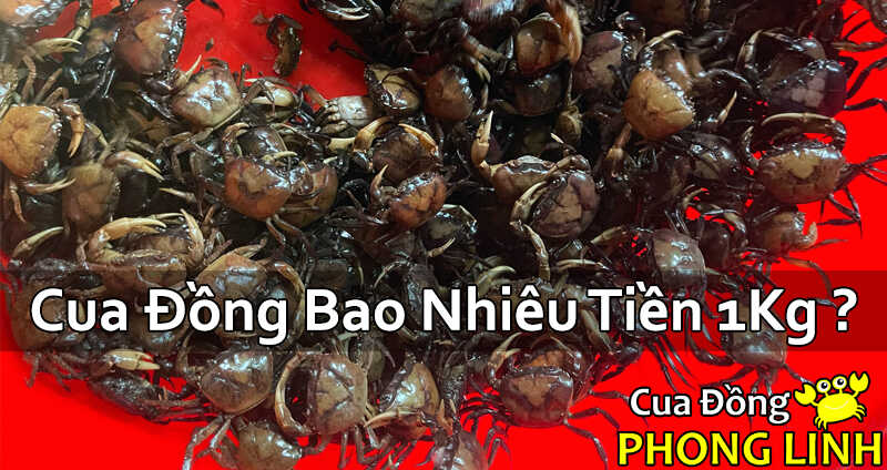 cua-dong-bao-nhieu-tien-1kg