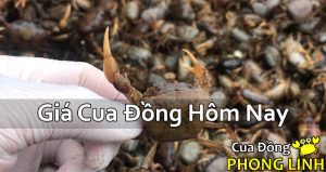 gia-cua-dong-hom-nay-moi-nhat-2024