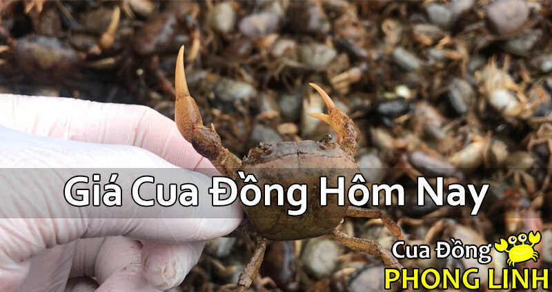 gia-cua-dong-hom-nay-moi-nhat-2024