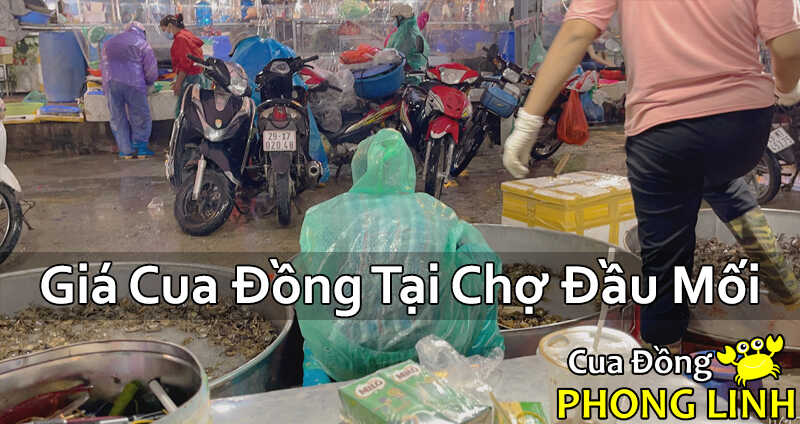 gia-cua-dong-tai-cho-dau-moi-moi-nhat