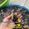 ban-buon-oc-nhoi-thit-lam-sach_optimized